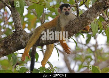 Zentralamerikanischer Eichhörnchen-Affe (Saimiri oerstedii oerstedii), Erwachsener, der auf dem Zweig der Osa-Halbinsel liegt, Costa Rica, März Stockfoto