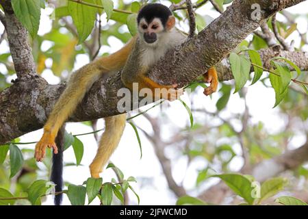 Zentralamerikanischer Eichhörnchen-Affe (Saimiri oerstedii oerstedii), Erwachsener, der auf dem Zweig der Osa-Halbinsel liegt, Costa Rica, März Stockfoto