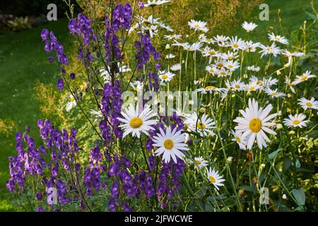 Ein Blick auf eine blühende lange gewöhnliche Gänseblümchen-Blume mit Aster. Blumen und weiße, violette Blütenblätter mit Dampf und gelbem Zentrum in Blüte und spätem Frühling Stockfoto