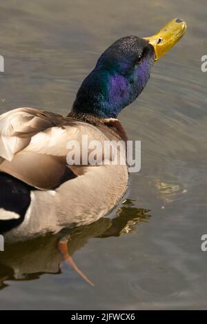 Stockente, grüner Körper, bräunlicher Körper, Wildente, glänzend grüner Kopf, Graue Flügel und Bauch, geeignete Feuchtgebiete, flache Heiligtümer, gelb. Stockfoto