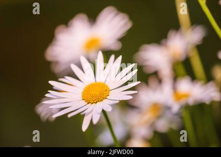 Gänseblümchen wächst vor landschaftlich verschwommenem grünen botanischen Hintergrund. Marguerite mehrjährige blühende Pflanzen auf grasbewachsenen Wiese im Frühjahr. Wunderschön Stockfoto