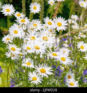 Gänseblümchen wächst auf einer grünen Wiese von oben. Draufsicht auf marguerite mehrjährige blühende Pflanzen auf einem Feld im Frühjahr. Wunderschöne weiße Blumen Stockfoto