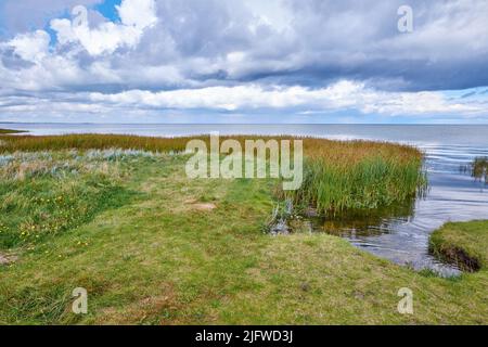 Landschaft von Sumpfsee mit Schilf gegen einen bewölkten Horizont. Grünes Feld von wildem Gras am Meer mit einem blauen Himmel in Dänemark. Eine friedliche Natur Stockfoto