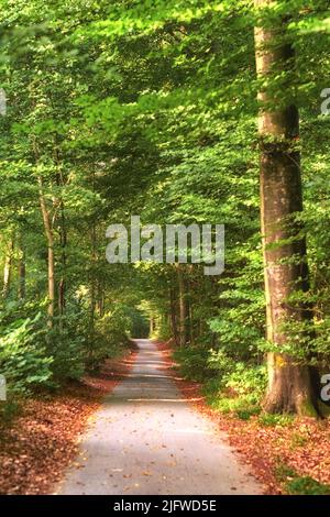 Pfad in einem wunderschönen grünen Wald mit üppigem Laub an einem Sommertag. Teerpfad in der Natur mit braun gefallenen Blättern im Frühling. Straße im Freien in der Nähe von Bäumen und Stockfoto