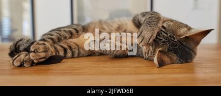 Niedliche tabby Katze schlafen auf einem Tisch zu Hause. Lustiges Haustier Hauskurzhaar auf einer Holzoberfläche liegend, innen entspannend. Liebenswert verwöhnt gestreiftes Braun Stockfoto