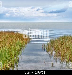 Malerische Aussicht auf Teich und See stürzt und Wasserpflanzen wachsen am Ufer einer Bucht von Wasser mit einem blauen Himmel und Copyspace. Heiter, zen, ruhig und Stockfoto