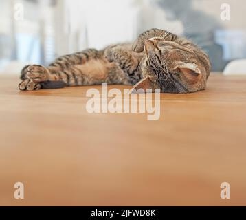 Copyspace mit einer niedlichen Katze schlafen. Entzückende inländische tabby Kätzchen, die ein gemütliches Nickerchen machen. Bequem, weich und kuschelig Katze Haustier schnell schlafen, während Stockfoto