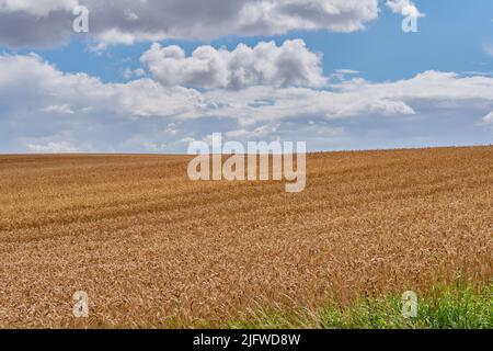 Landschaft eines geernteten Weizenfeldes an einem bewölkten Tag. Rustikales Farmland vor einem blauen Horizont. Braunkorn wächst im Sommer. Bio-Maisanbau in Stockfoto