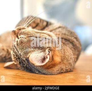 Niedliche graue gestromte Katze, die mit geschlossenen Augen auf dem Boden liegt. Nahaufnahme einer Katze mit langen Schnurrhaaren, schlafen oder ruhen zu Hause auf einer hölzernen Oberfläche Stockfoto