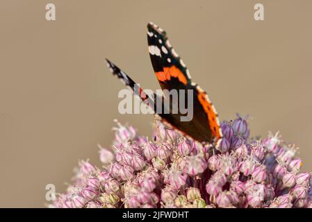 Ein roter Admiralschmetterling, der auf einem rosa Wildleck oder einer Zwiebelblume mit braunem Hintergrund und Copyspace thront. Nahaufnahme einer vanessa atalanta auf der sitzt Stockfoto