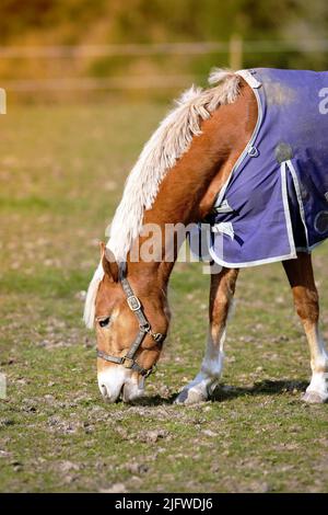 Schöne Haflinger Pferde auf einer Wiese auf der Alm im Sommer. Haflinger Pferd frei auf der Wiese frisst Gras. Ein einsames braunes Pferd isst Stockfoto