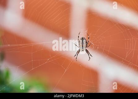 Eine braune Walnusskugel Weberspinne auf seinem Netz von unten, vor verschwommenem Hintergrund des roten Ziegelhauses. Gestreifte schwarze Arachniden in der Mitte der ITS Stockfoto