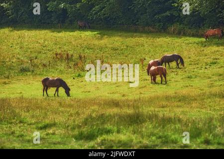 Herde brauner Pferde, die Gras fressen, während sie mit Copyspace auf einem Feld auf dem Land herumlaufen. Hengsttiere grasen auf grüner Wiese in der Sonne Stockfoto