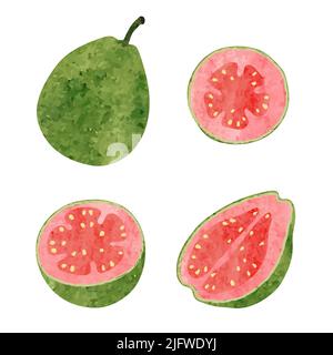 Guava-Set. Halb, in Scheiben schneiden und ganze Guava Frucht isoliert auf weiß. Vektorgrafik Aquarell. Stock Vektor