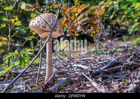 Macrolepiota procera, der Sonnenschirm-Pilz, Stockfoto