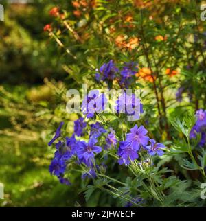 Blaue winterharte Geranie blüht in einem Park. Busch von Indigo Geranien blüht in einem botanischen Garten oder Hinterhof im Frühling draußen. Zart ausdauernd wild Stockfoto