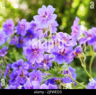 Geranien blüht im Sommer im Garten. Nahaufnahme der schönen lila Kranzschnabel Blume blüht, wächst in einer ruhigen Umgebung. Eine Gruppe von lebhaften Stockfoto