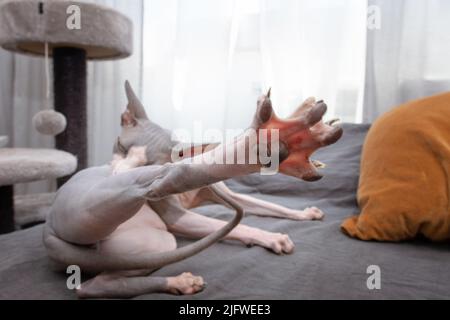 Häusliche sphynx-Katze, die sich selbst aufreisst. Inneneinrichtung Stockfoto
