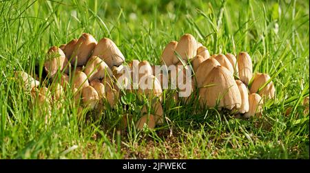 Nahaufnahme von Common Ink Caps, die auf grünem Gras mit Copyspace wachsen. Cluster von Pilzen wächst auf üppig grünem Boden in Park oder Feld. Truppe sprießt Stockfoto