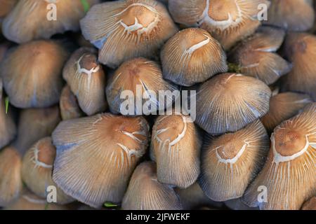 Eine Nahaufnahme vieler in freier Wildbahn wachsender Tintenkappen-Pilze mit Details der braunen Texturen und Muster. Rohe und frische, essbare Pilze mit Tintenfass Stockfoto