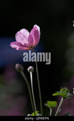 Eine rosa japanische Anemonblüte mit Blütenblättern, Staubgefäßen und Pollen. Wunderschöne violette Pflanzen, die vor einem dunklen Naturhintergrund blühen. Strahlend wild Stockfoto