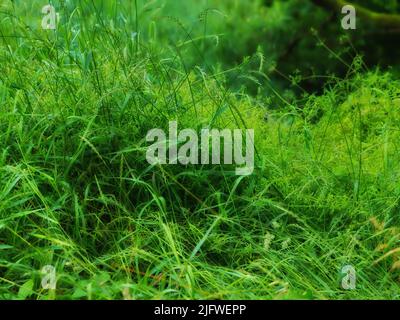 Nahaufnahme von langem, grünem Gras mit üppigem Sedge, das im Sommer in einem Garten oder einem Sumpf wächst. Eine Masse von hoch belaubten Unkräutern in einem Wald. Ein überwucherter Rasen in einem Stockfoto