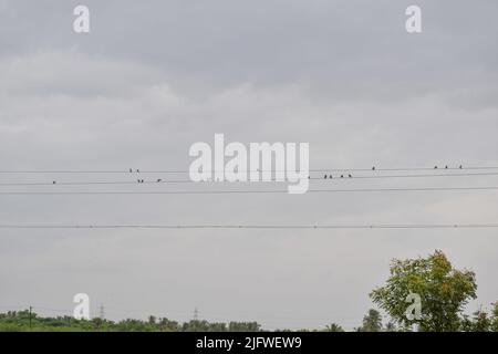 Eine Vogelschar sitzt auf einer Stromleitung Stockfoto