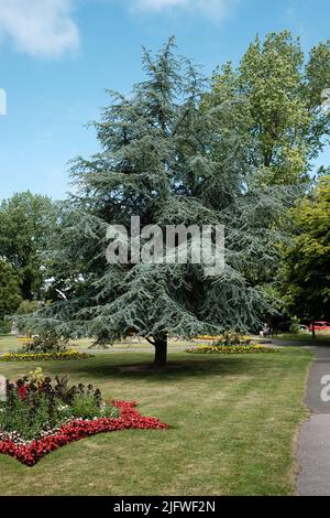 Blick auf Boscawen Park, Malpas, Truro, Cornwall Stockfoto