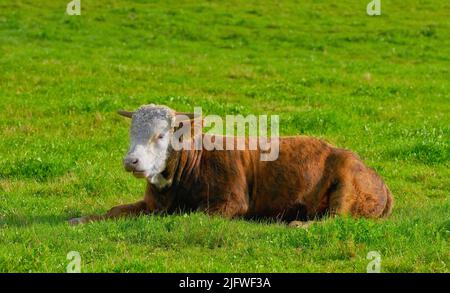 Eine hereford-Kuh, die allein auf einer Farm sitzt. Behaarte Tiere isoliert gegen grünes Gras auf einem abgelegenen Ackerland und landwirtschaftlichen Anwesen. Live-Raising Stockfoto