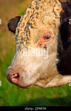 Kopf einer Kuh auf einem grünen Feld an einem sonnigen Sommertag. Stier steht auf einer Rinderfarm oder einer üppigen Wiese. Ein weißer und schwarzer Ochse allein auf einem Milchviehbetrieb oder Stockfoto