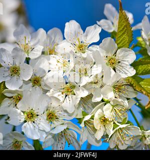 Blühende Mirabelle-Pflaume oder Prunus Domestica blühen im Frühling in einem Garten. Blühender Obstbaum mit weißen Blütenköpfen und blauem Himmel Stockfoto