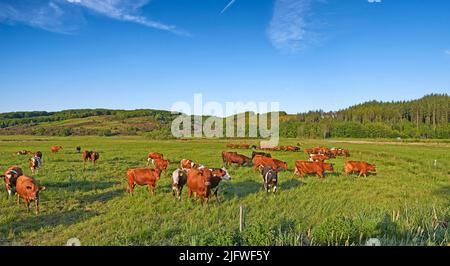 Kopieren Sie Platz mit Kühen, die Gras fressen auf einem Feld in der ländlichen Landschaft mit blauem Himmel. Viehzucht und Viehzucht auf einer Ranch für das Rindfleisch und Stockfoto