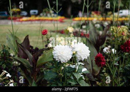 Blick auf Boscawen Park, Malpas, Truro, Cornwall Stockfoto