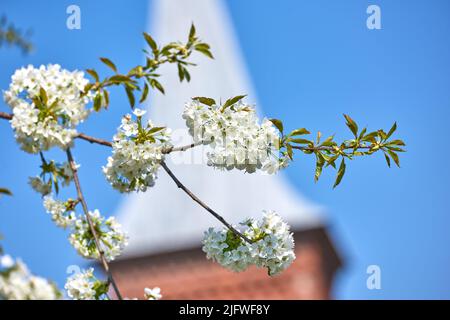Nahaufnahme der Mirabelleblüten, die im Frühling vor dem Hintergrund des blauen Himmels blühen. Hübsche weiße Blütenzweige blühen in der Nähe einer kleinen Stadt. Detail eines Stockfoto