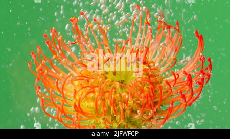 Eine helle Blume .Stock Footage.Grüner Hintergrund mit Blasen, die in der Makrofotografie auf eine helle, offene Blume fallen. Hochwertige 4K-Aufnahmen Stockfoto
