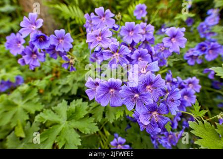 Ein Busch aus winterharten Geranien im Hinterhof. Blühender Busch aus Indigoblüten, der im Frühling in einem botanischen Garten oder Hinterhof blüht Stockfoto