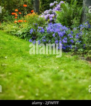 Ein frischer Rasen, umgeben von bunten Blumen in einem Garten. Leuchtend orange, rosa und lila Blüten blühen im Frühling in einem grün geschnittenen Grasgarten Stockfoto