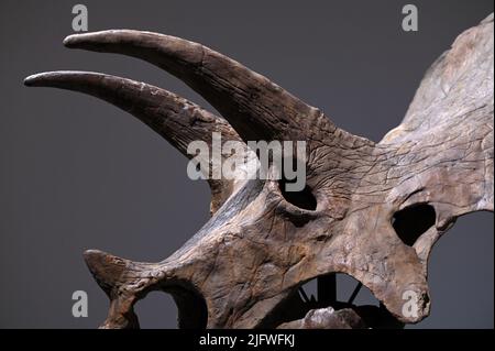 New York, USA. 05.. Juli 2022. Ein Triceratops-Schädel ist am 5. Juli 2022 bei Sotheby's in New York, NY, zu sehen. (Foto von Anthony Behar/Sipa USA) Quelle: SIPA USA/Alamy Live News Stockfoto