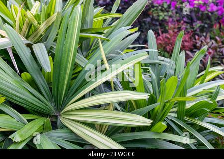 Dekorative Palmenblätter aus der Nähe von einem botanischen Garten Stockfoto
