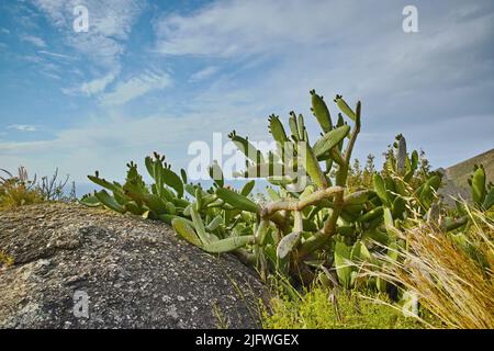 Nahaufnahme von Sukkulenten und wildem Gras, das zwischen Küstenfelsen wächst. An einem bewölkten Tag wachsen unbeugte südafrikanische Pflanzen am Meer. Fynbos und Kakteen Stockfoto