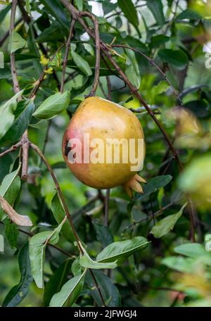 Reifer Granatapfel Obst hängt am Baum schließen Stockfoto