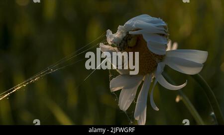 Nahaufnahme der Spinne auf der Gänseblümchen. Kreativ. Schöne Spinne sitzt auf der Sommerblume an sonnigen Tagen. Spinne mit Netz auf Blume. Makrokosmos der Sommerwiese. Stockfoto