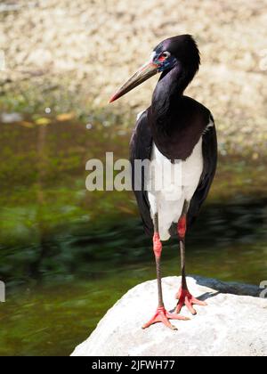 Nahaufnahme eines Weißbauchstorchs (Ciconia abdimii), von vorne gesehen und einem Felsen am Wasser stehend Stockfoto