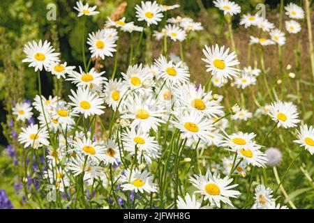 Nahaufnahme von weißen Gänseblümchen im Blumenfeld draußen während des Sommers. Im Frühjahr wuchs die blühende Pflanze, die im Garten und im Garten wächst Stockfoto