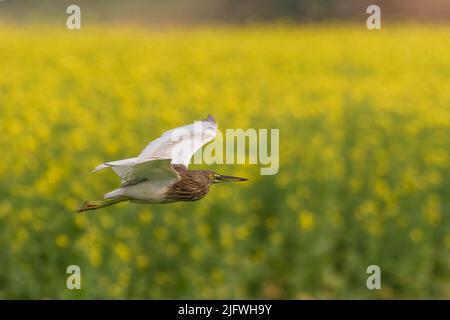 Fliegender indischer Teichreiher Stockfoto