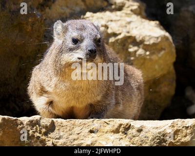 Felshyrax (Procavia capensis) auch Dassie, Cape hyrax, Steinkaninchen genannt, und von vorne gesehen und auf Stein liegend Stockfoto