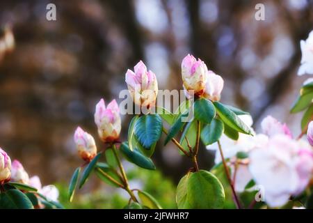 Nahaufnahme von Rhododendronblüten, die in einem Garten blühen und wachsen. Blühende Pflanzen während der Frühjahrssaison. Rosafarbener Busch vor verschwommenem Hintergrund Stockfoto