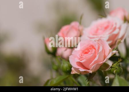 Nahaufnahme von rosa Rosen im Garten Stockfoto