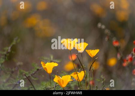 Nahaufnahme von gelben Mohnblumen auf dem Berg im Frühling. Stockfoto