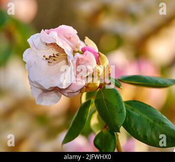 Rhododendron, Gattung vieler Arten von Gehölzen in der Heidefamilie. Immergrün oder Laub, vor allem in Asien, aber auch in den südlichen Highlands gefunden Stockfoto